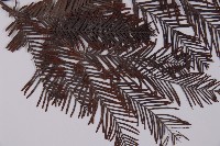 水杉藏品圖，第3張