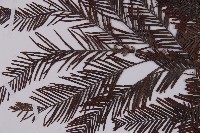 水杉藏品圖，第4張