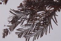 水杉藏品圖，第5張