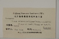 南方紅豆杉藏品圖，第2張