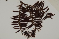 南方紅豆杉藏品圖，第3張