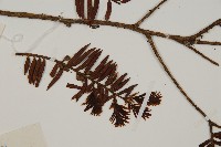 南方紅豆杉藏品圖，第4張