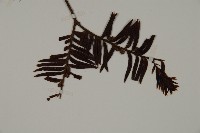 南方紅豆杉藏品圖，第5張