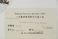 刺柏藏品圖，第2張