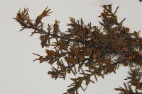 刺柏藏品圖，第3張