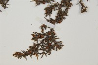 刺柏藏品圖，第4張