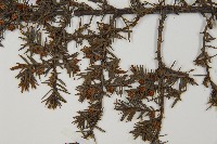 刺柏藏品圖，第5張