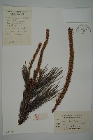 黑松藏品圖，第1張