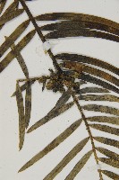 三尖杉藏品圖，第3張