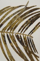 三尖杉藏品圖，第4張