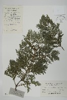 日本花柏藏品圖，第1張