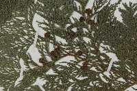 日本花柏藏品圖，第3張