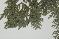 日本花柏藏品圖，第5張