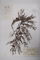 柏木、柏樹藏品圖，第1張