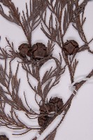 柏木、柏樹藏品圖，第3張