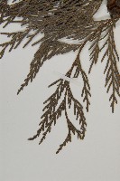 柏木、柏樹藏品圖，第4張