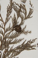 柏木、柏樹藏品圖，第5張