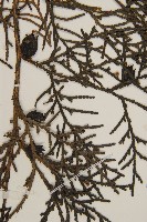 側柏藏品圖，第4張