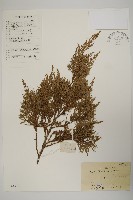 檜柏藏品圖，第1張