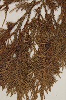 檜柏藏品圖，第3張