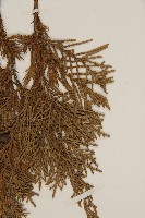 檜柏藏品圖，第4張