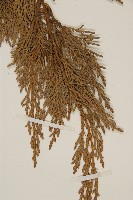 檜柏藏品圖，第5張