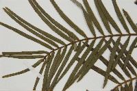 三尖杉藏品圖，第3張