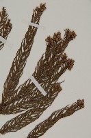 柳杉藏品圖，第3張