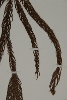 柳杉藏品圖，第4張