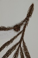 柳杉藏品圖，第5張