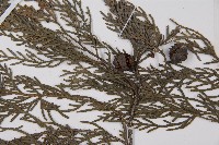 柏木、柏樹藏品圖，第3張