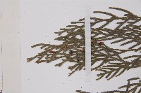 柏木、柏樹藏品圖，第4張