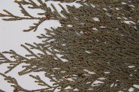 柏木、柏樹藏品圖，第5張