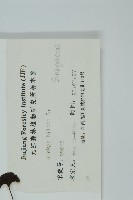 銀杏藏品圖，第2張