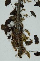 銀杏藏品圖，第3張