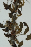 銀杏藏品圖，第4張