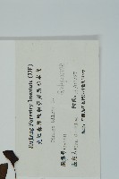 銀杏藏品圖，第2張