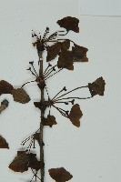 銀杏藏品圖，第3張