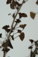 銀杏藏品圖，第4張