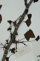 銀杏藏品圖，第5張