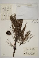 臺灣二葉松藏品圖，第1張