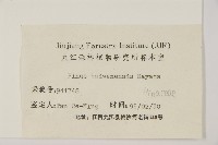 臺灣二葉松藏品圖，第2張