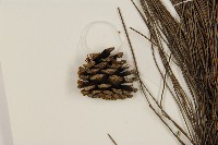 臺灣二葉松藏品圖，第3張