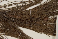 臺灣二葉松藏品圖，第4張