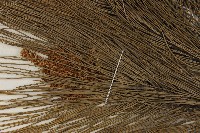 馬尾松藏品圖，第4張