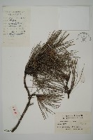 黑松藏品圖，第1張