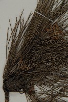 黑松藏品圖，第3張