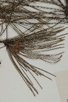 黑松藏品圖，第4張