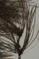 黑松藏品圖，第5張