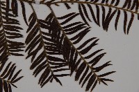 南方紅豆杉藏品圖，第3張